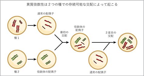 子種|18.2 新種の形成